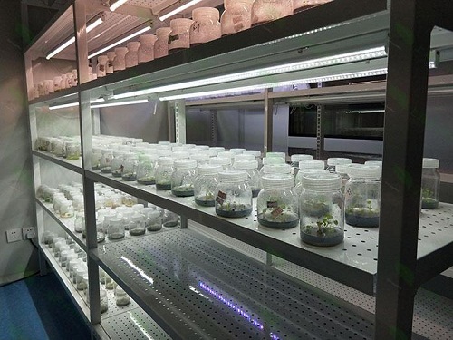 元宝山植物组织培养实验室设计建设方案